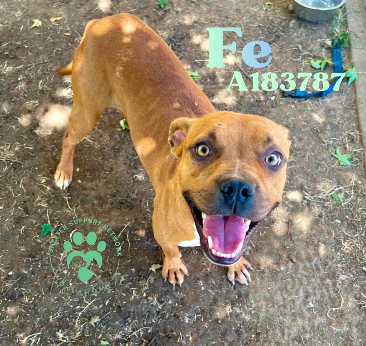 Adoptable pet photo