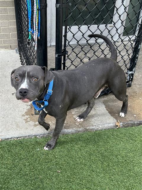 Gator, a Pit Bull Terrier, available for adoption
