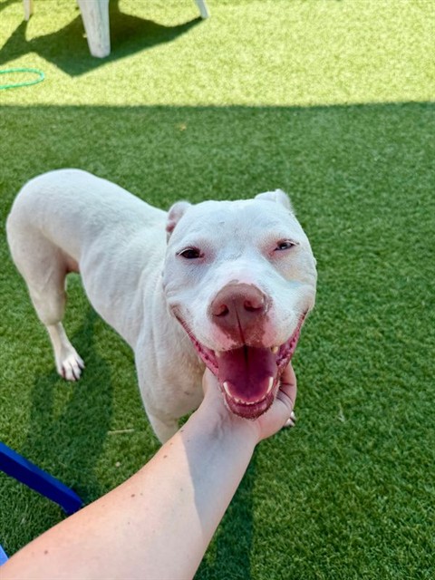 Coco, a Pit Bull Terrier, available for adoption
