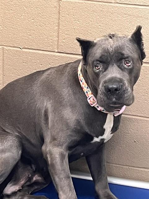 Gracie, a Cane Corso Mastiff, available for adoption