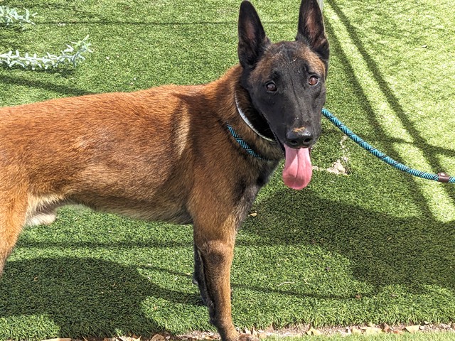 Guido, a Belgian Shepherd Malinois (mix breed), available for adoption