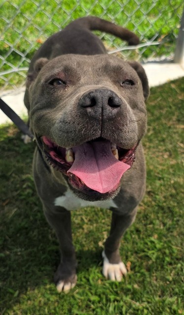 Rose, a Pit Bull Terrier, available for adoption