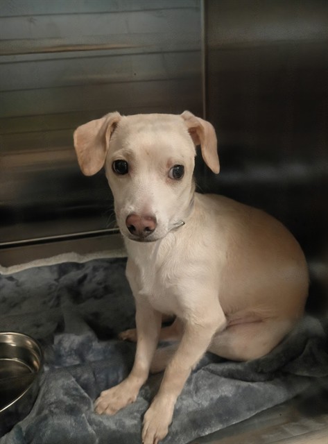 Charlie, a Chihuahua, available for adoption