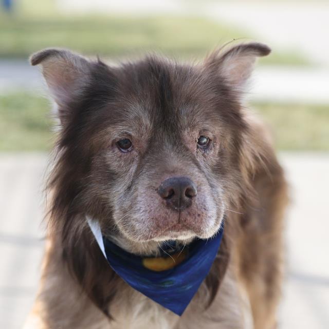 Munchie, a Chow Chow (mix breed), available for adoption