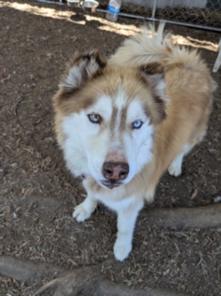 Charlie, a Siberian Husky, available for adoption