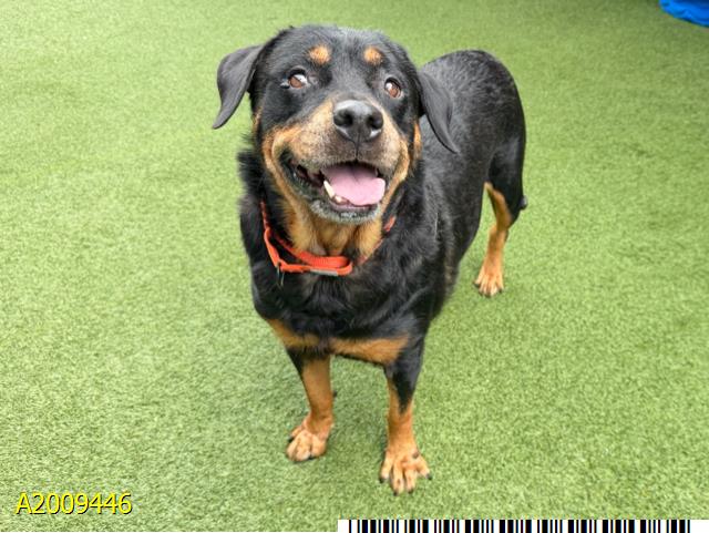 Julia, a Rottweiler, available for adoption