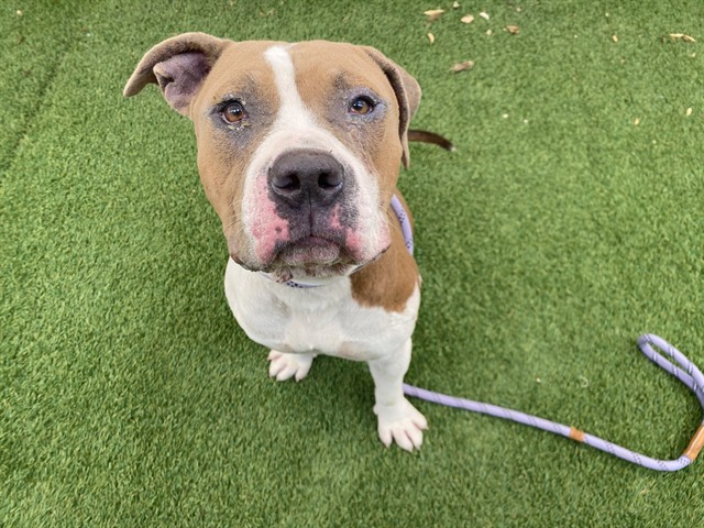 Elliot, a Staffordshire Bull Terrier (mix breed), available for adoption