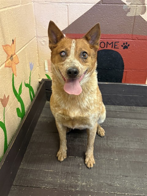 Spicy Nacho, a Australian Cattle Dog/Blue Heeler, available for adoption