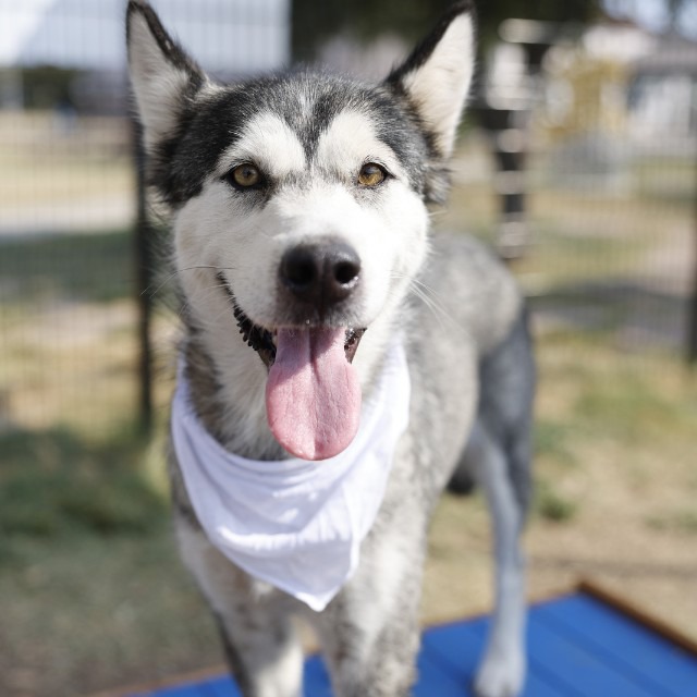 Aphrodite, a Siberian Husky (mix breed), available for adoption