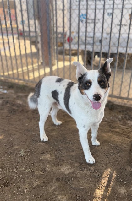 Borabora, a Australian Shepherd (mix breed), available for adoption