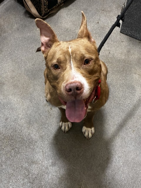 Lang, a Pit Bull Terrier (mix breed), available for adoption