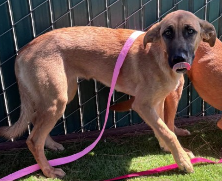 Lucy, a German Shepherd (mix breed), available for adoption