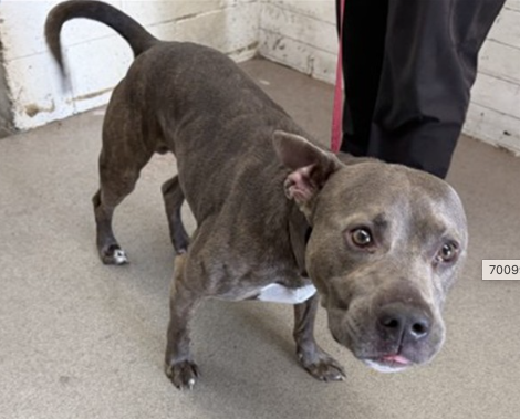 Benny, a Pit Bull Terrier, available for adoption
