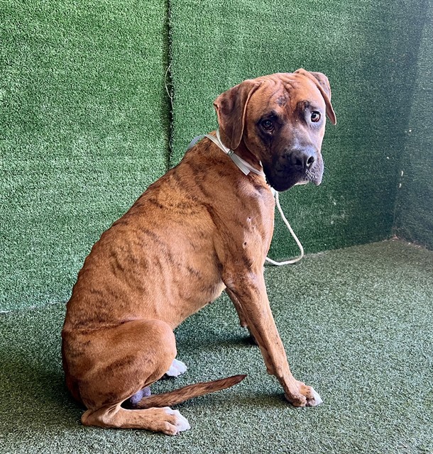 Lucas, a Boxer, available for adoption