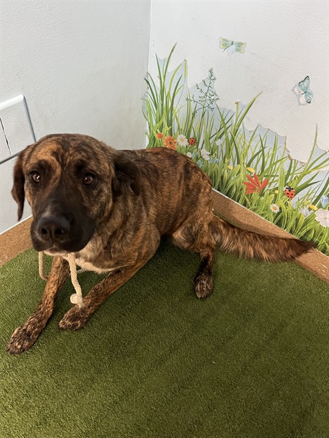 Shenna, a German Shepherd, available for adoption