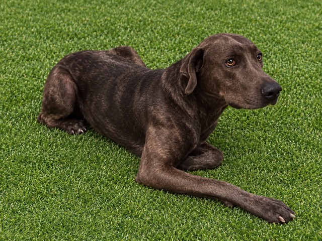 Loulabelle, a Bullmastiff, available for adoption