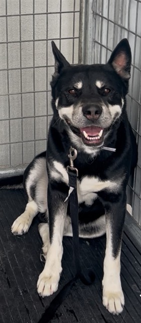 Shadow, a Husky, available for adoption