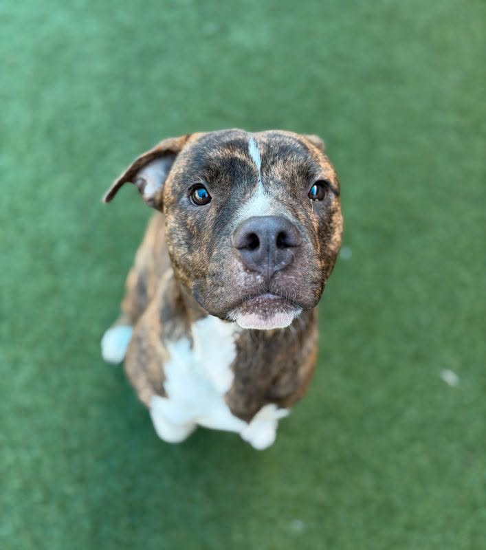 Chubby, a Mountain Cur (mix breed), available for adoption