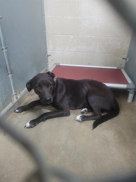 Bella, a Pit Bull Terrier, available for adoption