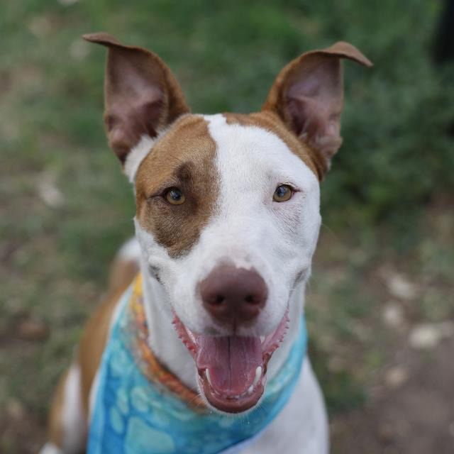 Scoby, a American Staffordshire Terrier, available for adoption