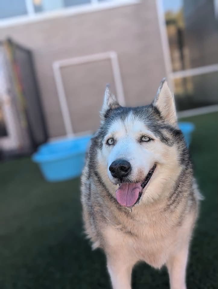 Lasie, a Siberian Husky (mix breed), available for adoption