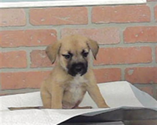 Iris, a Black Mouth Cur (mix breed), available for adoption