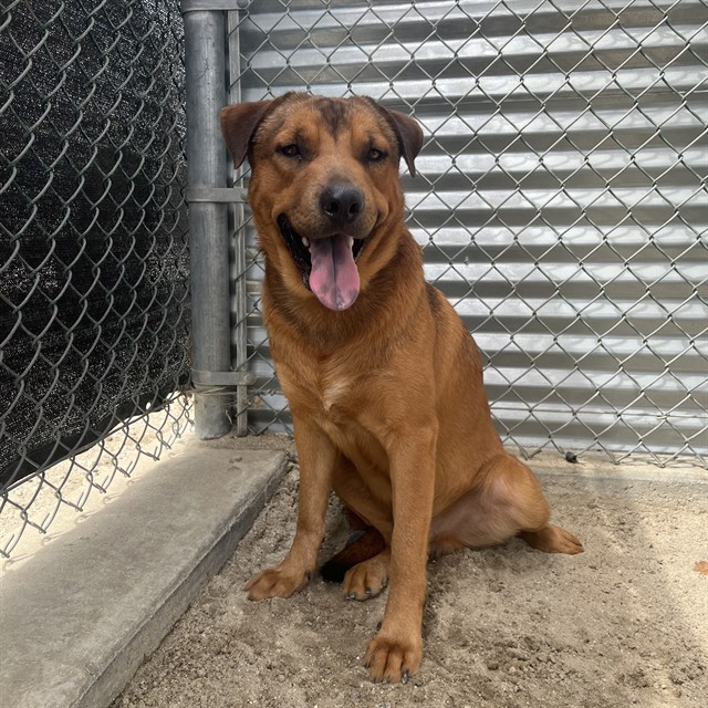 Red, a German Shepherd (mix breed), available for adoption