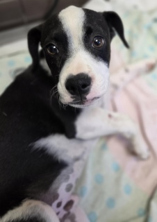 Arlo, a Boxer (mix breed), available for adoption