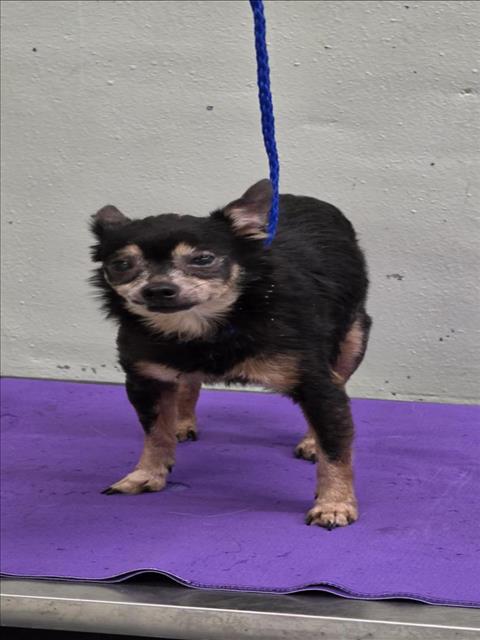 Princess, a Chihuahua (mix breed), available for adoption
