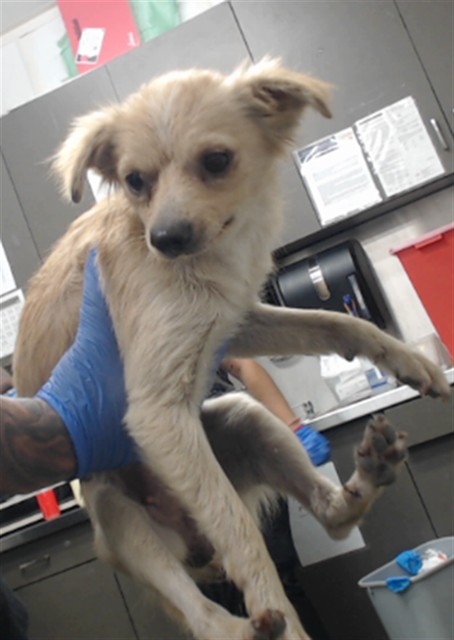 Frannie, a Chihuahua, available for adoption