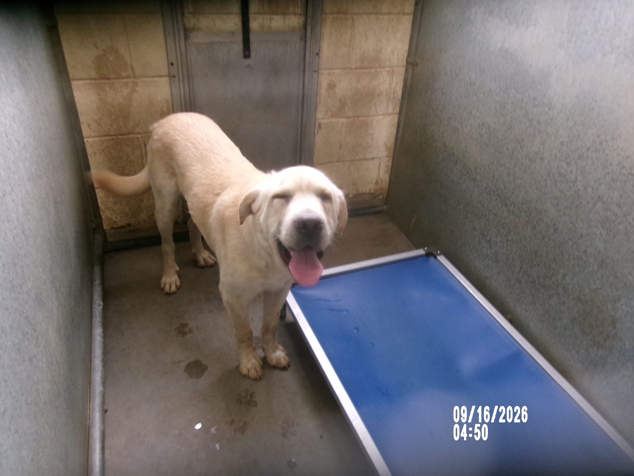 Ragnar, a Labrador Retriever (mix breed), available for adoption