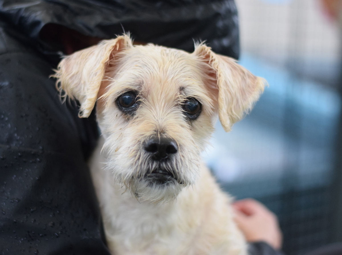 Maxine, a Poodle (mix breed), available for adoption