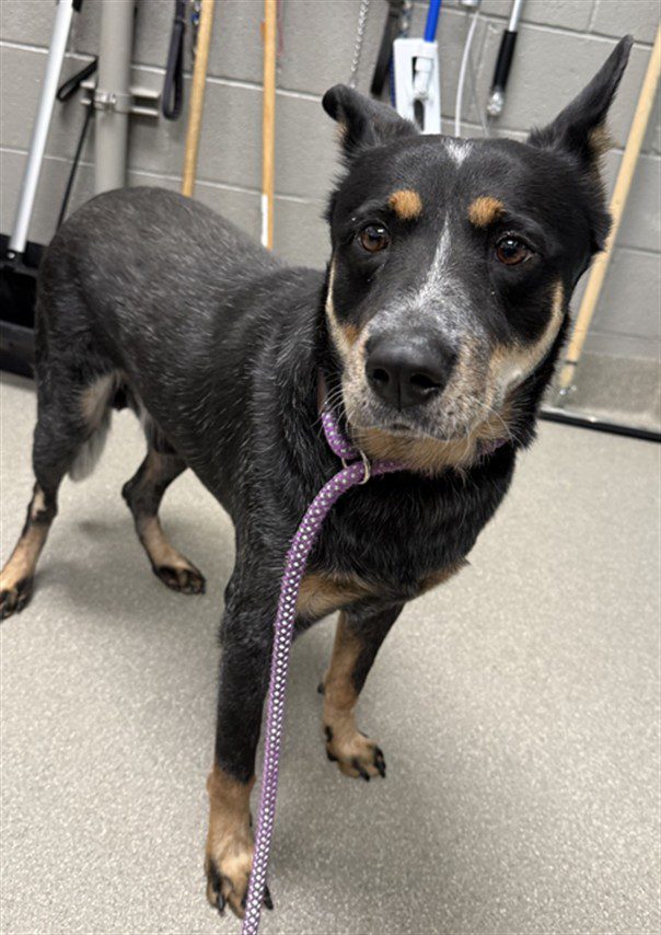 Stenson, a Australian Cattle Dog/Blue Heeler, available for adoption