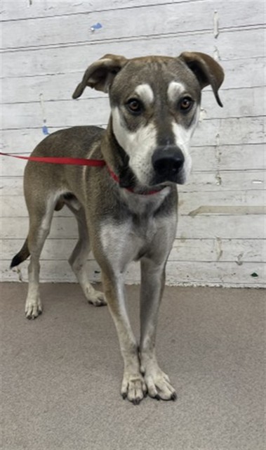 Gambit, a Siberian Husky (mix breed), available for adoption