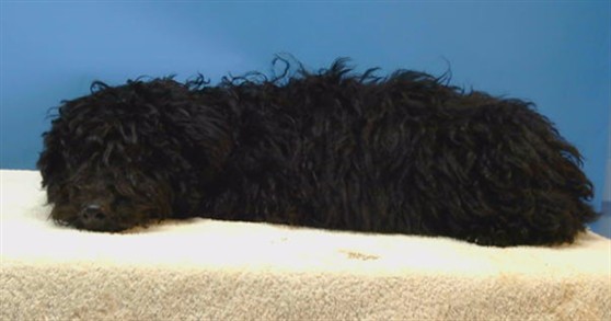 A5804273, a Poodle, available for adoption