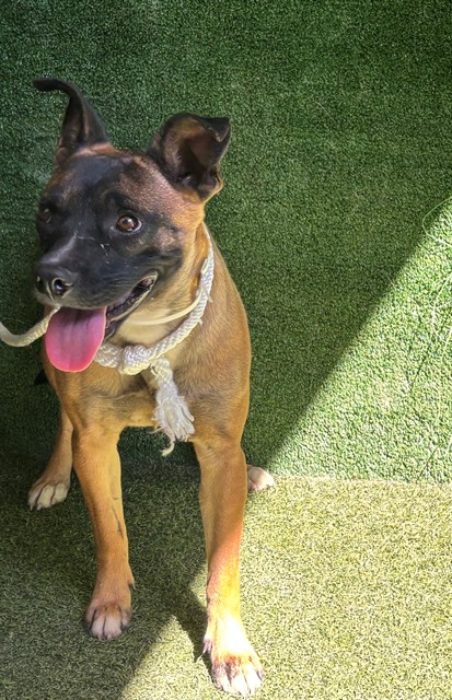 Nalani, a Belgian Shepherd Malinois, available for adoption