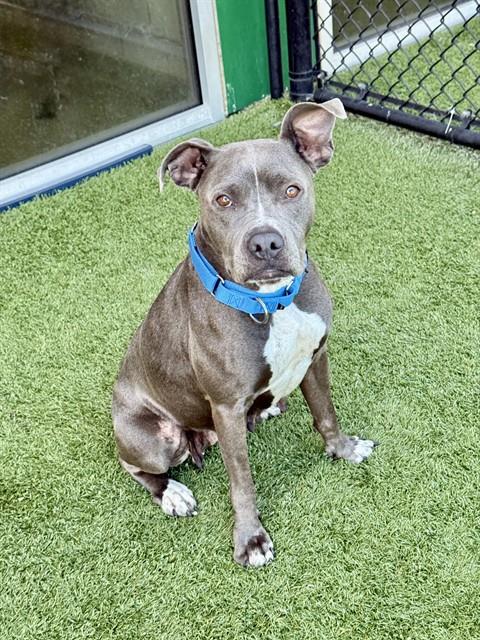 Waffles, a American Staffordshire Terrier (mix breed), available for adoption