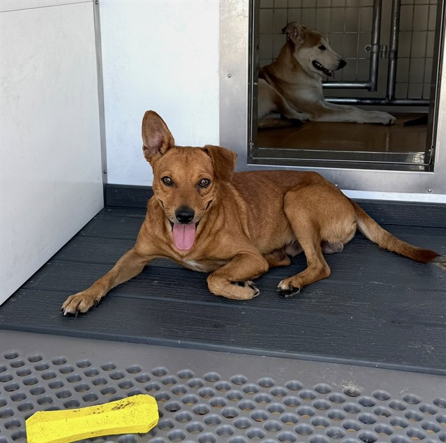 Basil, a Chihuahua (mix breed), available for adoption