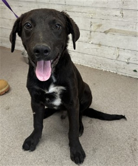 Boomer, a Labrador Retriever, available for adoption
