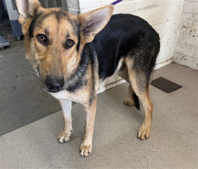 Tucker, a German Shepherd, available for adoption