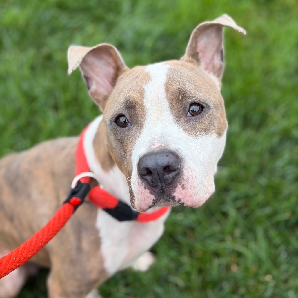 Magenta, a American Staffordshire Terrier (mix breed), available for adoption