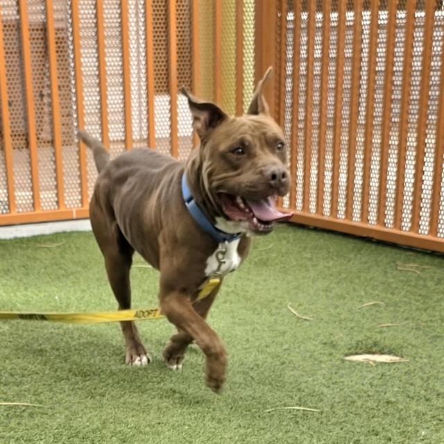Vinny, a Pit Bull Terrier, available for adoption