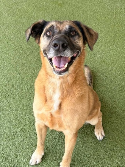 Motley, a Shepherd, available for adoption