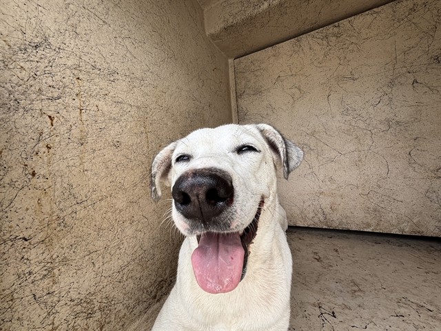 A481785, a Hound (mix breed), available for adoption