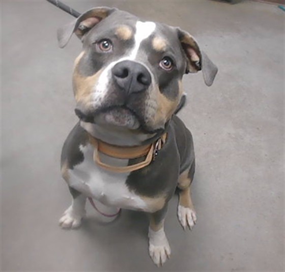 Batman, a Bullmastiff, available for adoption
