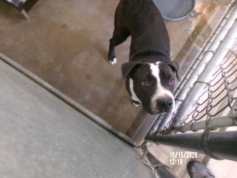 Nonu, a American Staffordshire Terrier, available for adoption