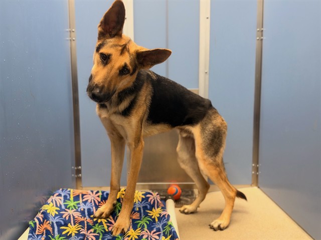 Jackson, a German Shepherd (mix breed), available for adoption