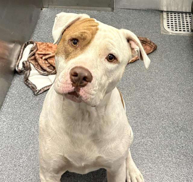 Loki, a Pit Bull Terrier (mix breed), available for adoption