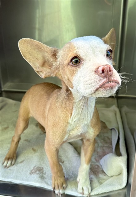 A5806478, a Terrier, available for adoption