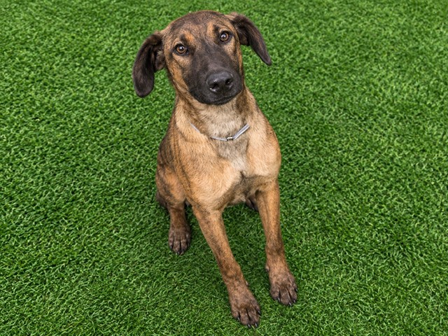 Phoebe, a Doberman Pinscher, available for adoption